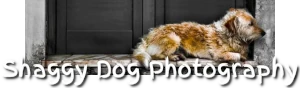 Reclining dog banner