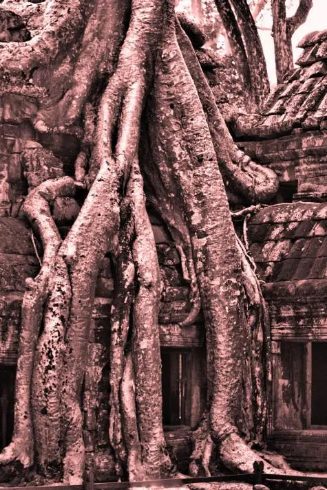 Cambodia, Siem Reap, Ta Prohm, Angkor Wat