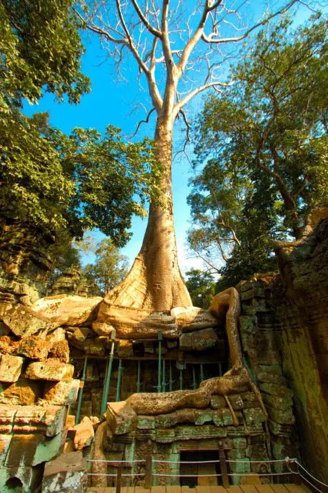 Cambodia, Siem Reap, Ta Prohm, Angkor Wat