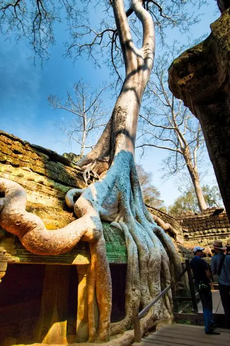 Cambodia, Siem Reap, Ta Prohm, Angkor Wat