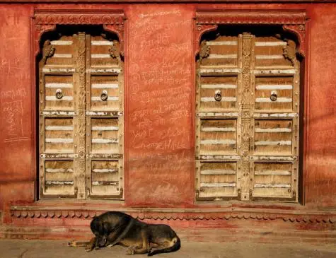India, Rajasthan, Dog and doors, Jaisalmer