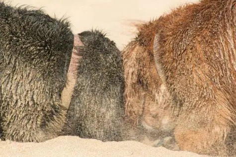 Cornwall, Rock, Max and Oscar