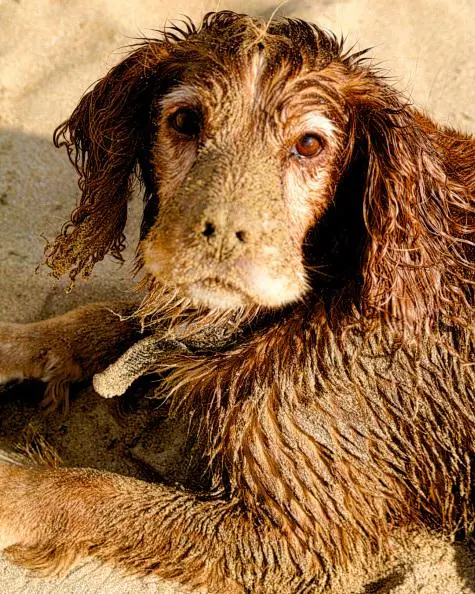 Cornwall, Rock, Oscar