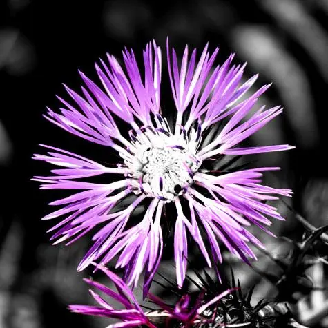 Portugal, Algarve, Flower