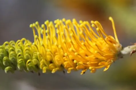 Australia, Perth, Flower, Kings Garden