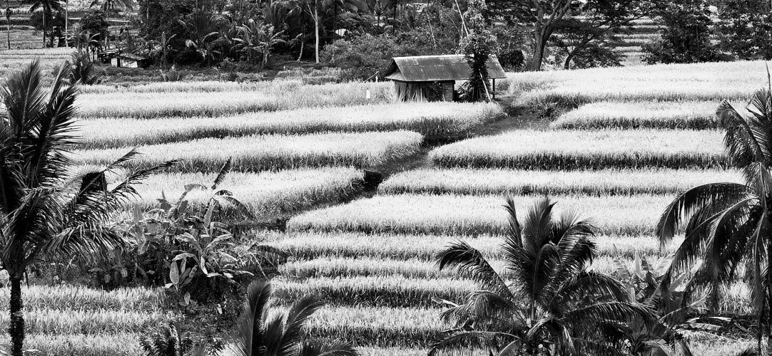 Indonesia, Ubud, Bali, Jatiluwih Rice Terraces