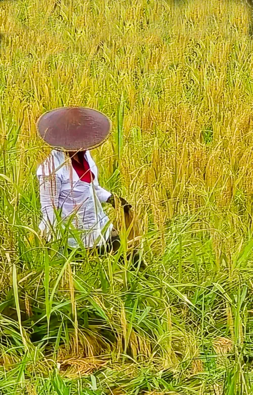 Indonesia, Ubud, Bali, Jatiluwih Rice Terraces