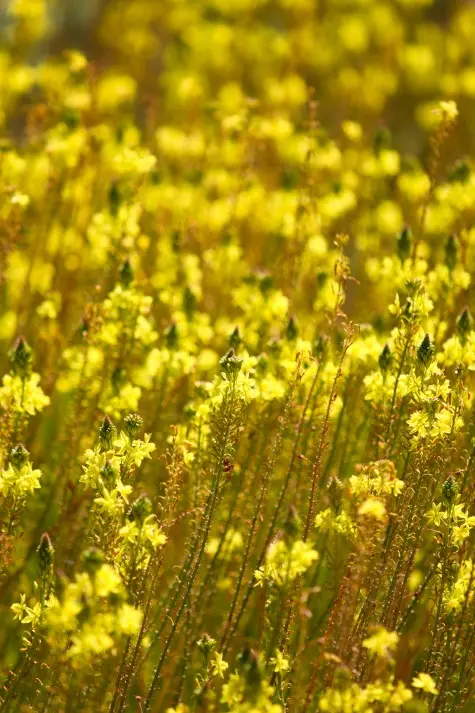 Spain, Barcelona, Park Guell