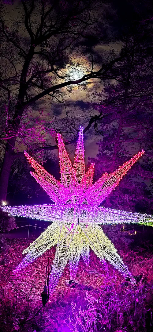 Germany, Berlin, Botanic Gardens at Christmas