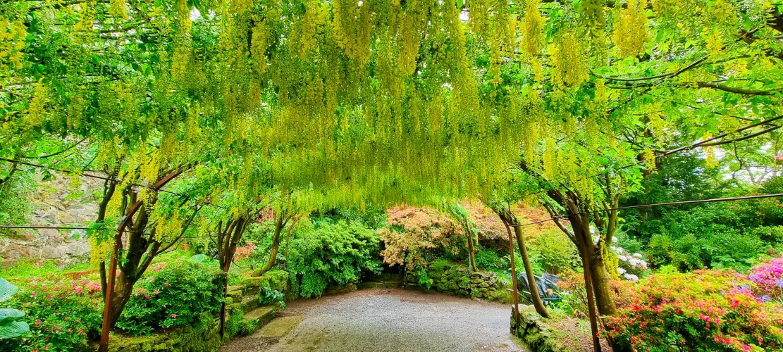 Wales, Colwyn Bay, Laburnum Arch, Bodnant Gardens