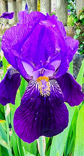 Wales, Colwyn Bay, Lillies, Bodnant Gardens