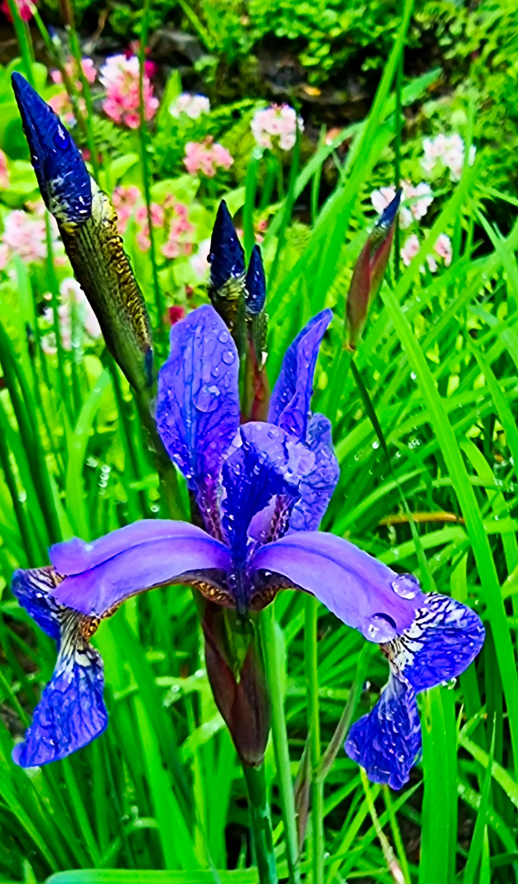 Wales, Colwyn Bay, Lillies, Bodnant Gardens