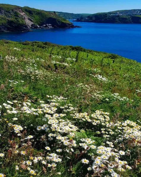 Cornwall, Fowey, Polridmouth Cove