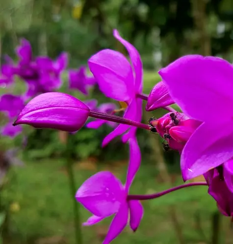 Costa Rica, Alajuela, Flower, Penas Blancas river