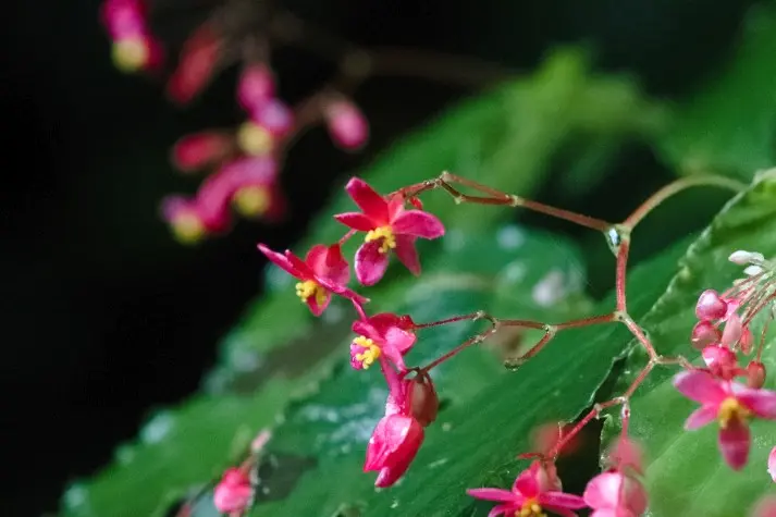 Costa Rica, Alajuela, Flowers, Arenal Hanging Bridges