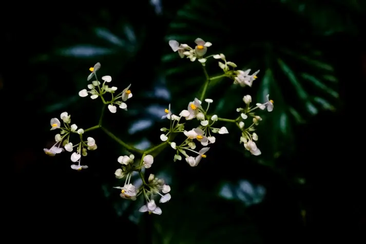 Costa Rica, Alajuela, Flowers, Arenal Hanging Bridges
