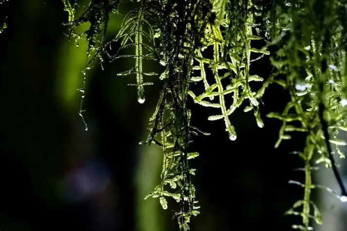Costa Rica, Alajuela, Moss, Arenal Hanging Bridges