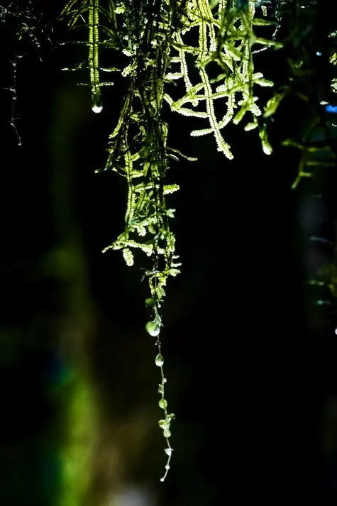 Costa Rica, Alajuela, Moss, Arenal Hanging Bridges