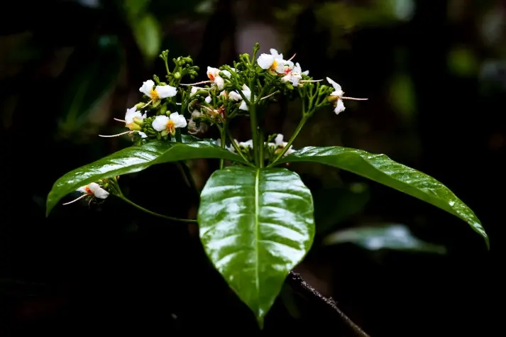 Costa Rica, Alajuela, Flowers, Arenal Hanging Bridges