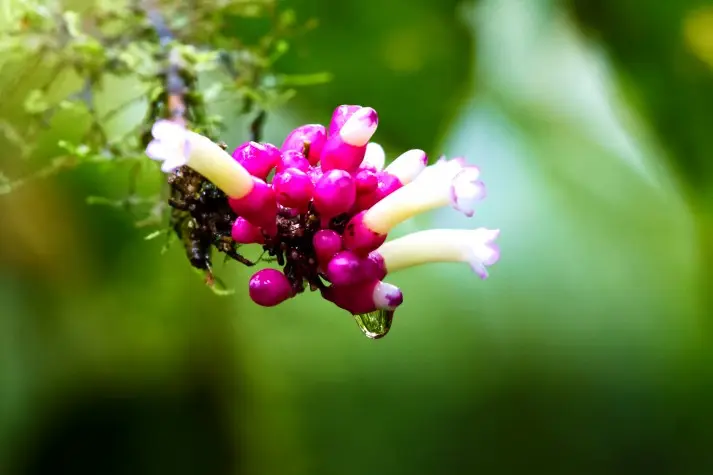 Costa Rica, Alajuela, Flowers, Arenal Hanging Bridges