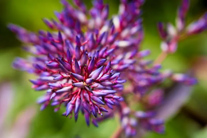 Costa Rica, Alajuela, Flower, La Paz Waterfalls