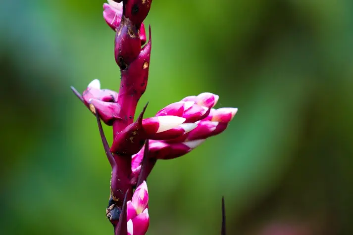 Costa Rica, Alajuela, Flower, La Paz Waterfalls