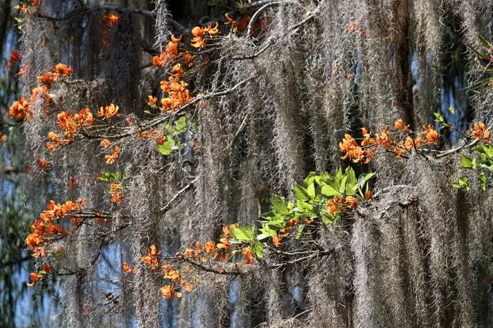 Costa Rica, Cartago, Spanish Moss, Lake Cachi