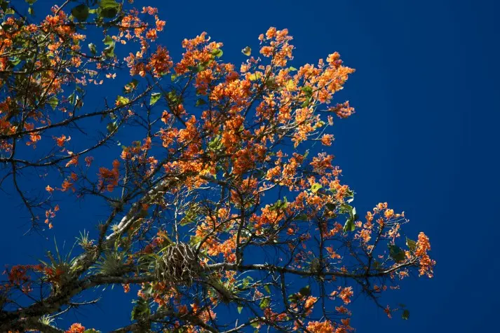 Costa Rica, Cartago, Orange Poro tree, Lake Cachi