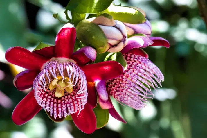 Costa Rica, San Jose, Flowers