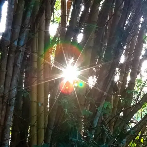 Costa Rica, Puntarenas, Bamboo, Villa Lapas