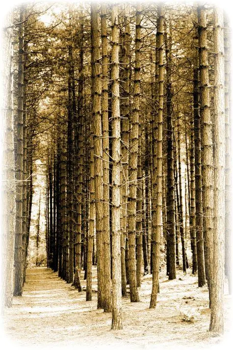 Yorkshire, Wakefield, Newmillerdam