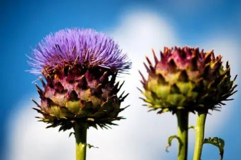 Yorkshire, Barnsley, Artichoke, Cawthorne Park