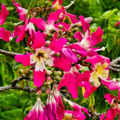 Portugal, Madeira, Kapok tree, Funchal