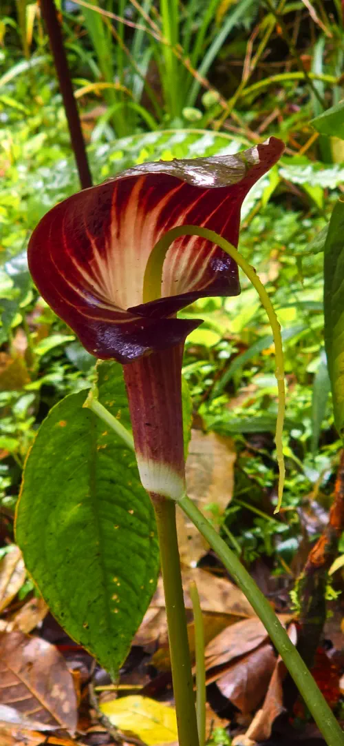 Malaysia, Cameron Highlands, Cobra Lily, Mossy Forest