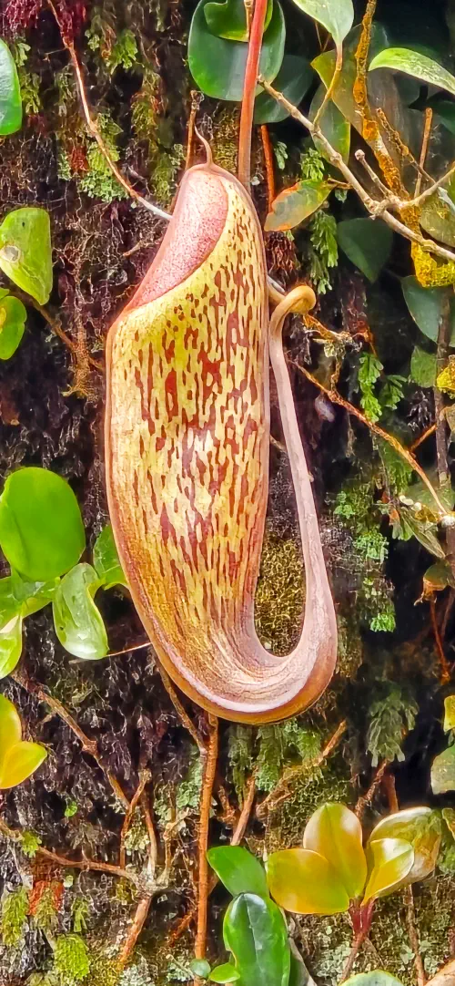 Malaysia, Cameron Highlands, Pitcher plant, Mossy Forest