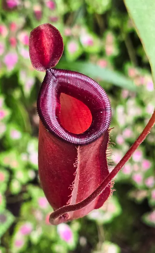 Malaysia, Cameron Highlands, Pitcher plant, Mossy Forest