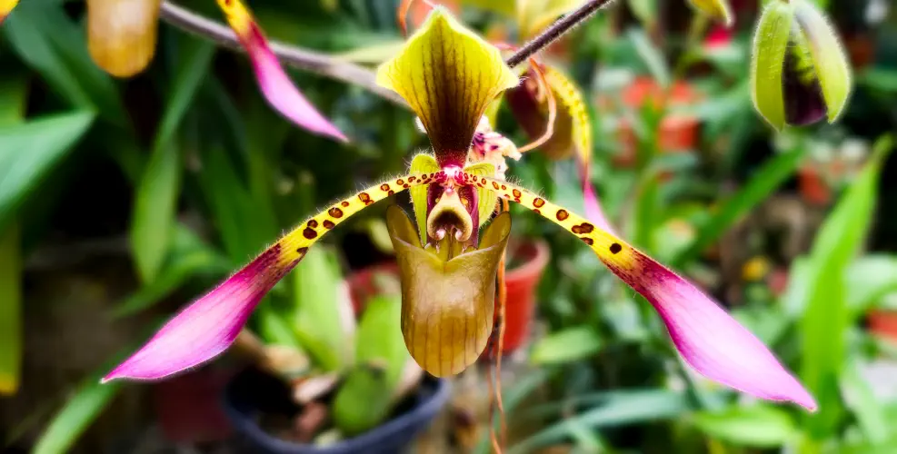 Malaysia, Cameron Highlands, Orchid, Mossy Forest