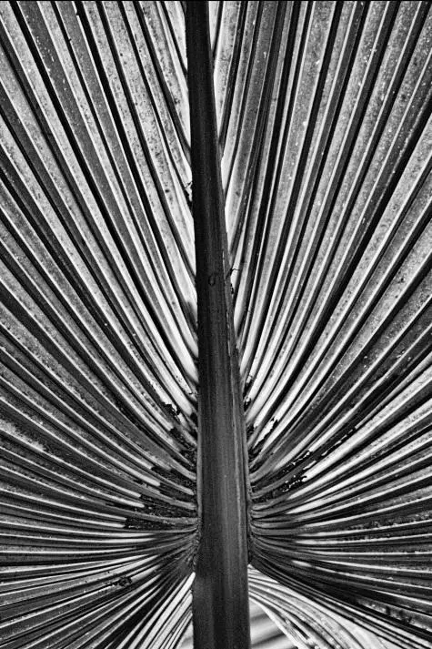 Mauritius, Pamplemousse, Botanical Gardens