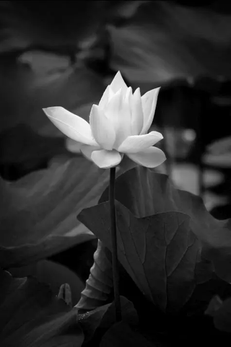 Mauritius, Pamplemousse, Botanical Gardens