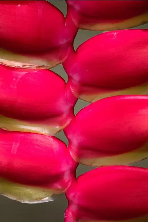 Mauritius, Pamplemousse, Botanical Gardens