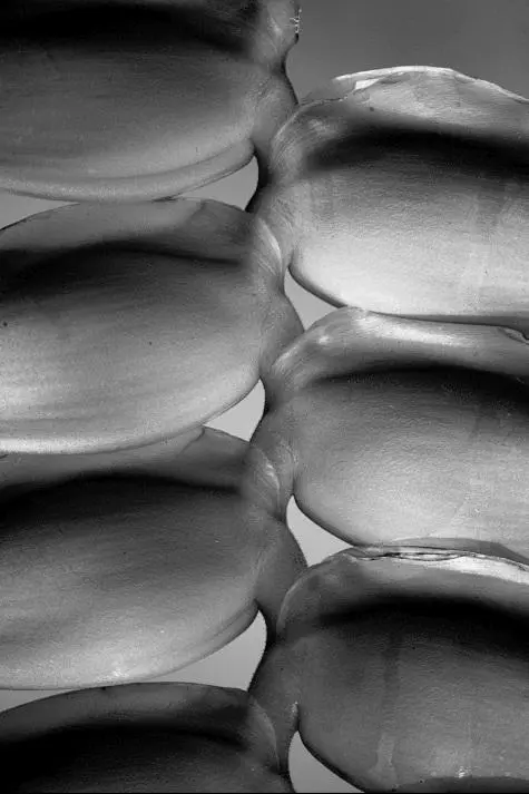 Mauritius, Pamplemousse, Botanical Gardens