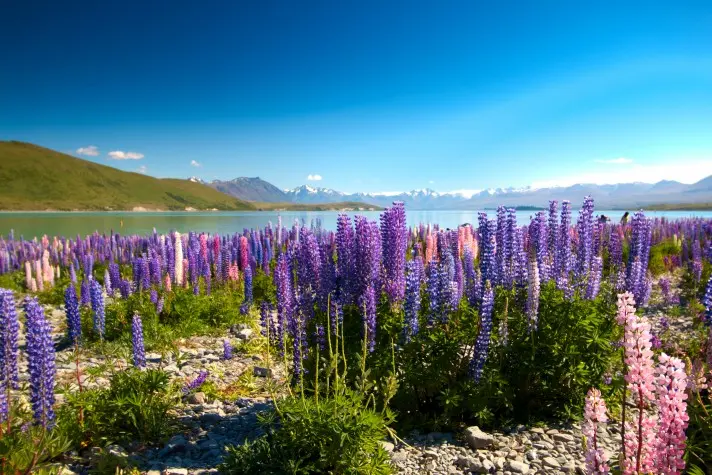 New Zealand, Lupins at Lake Tekapo