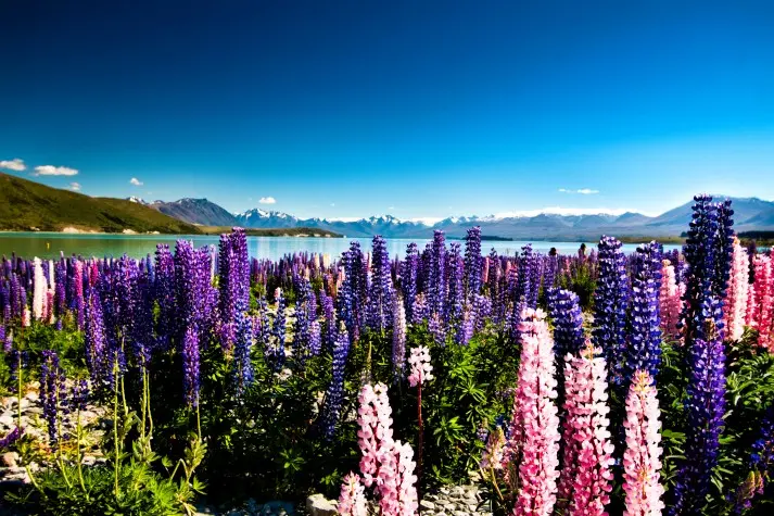 New Zealand, Lupins at Lake Tekapo