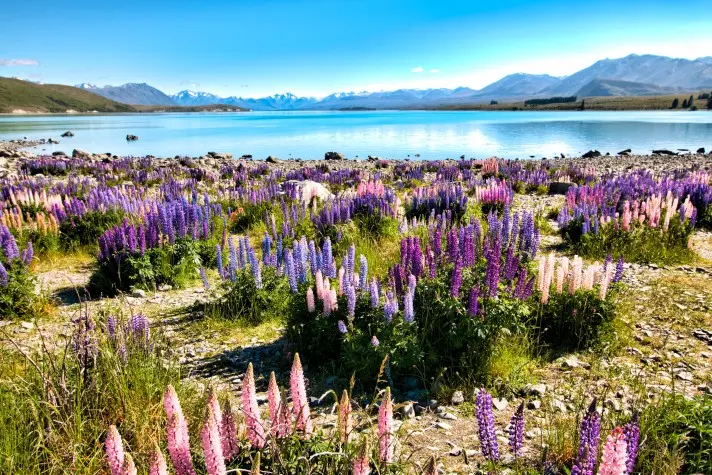 New Zealand, Lupins at Lake Tekapo