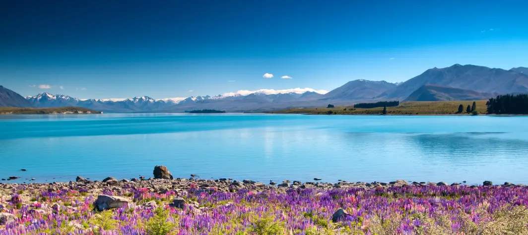 New Zealand, Lupins at Lake Tekapo