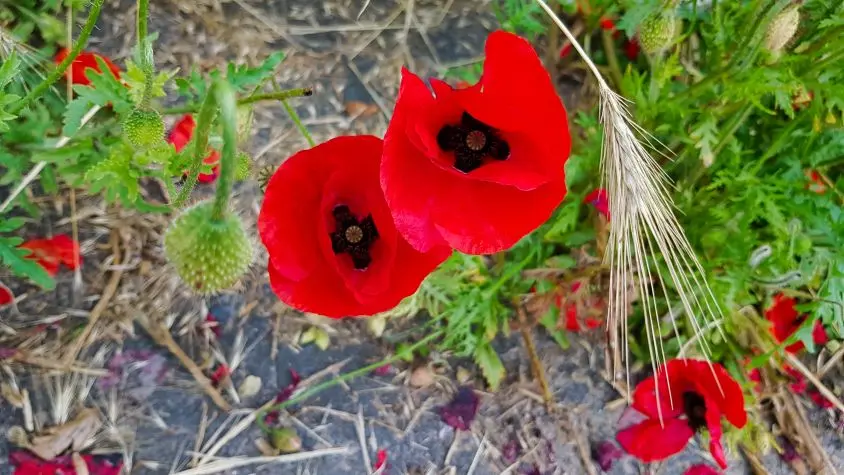 Northumbria, Bamburgh, Poppies