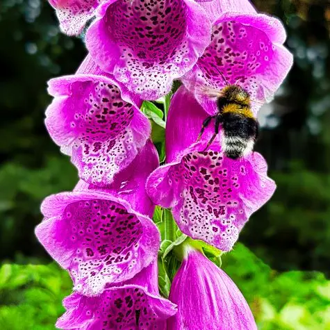 Northumbria, Alnwick, Alnwick Gardens