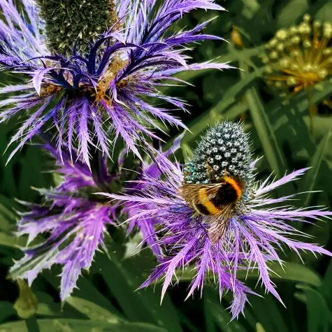 Northumbria, Alnwick, Alnwick Gardens