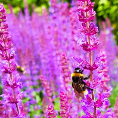 Northumbria, Alnwick, Alnwick Gardens