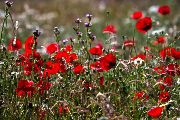 Northumbria, Holy Island, Poppies, Lindisfarne Priory